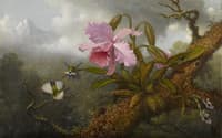 Cattleya Orchid, Two Hummingbirds and a Beetle