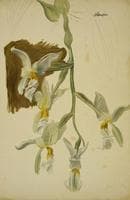 Stanhopea Orchid