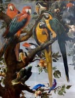 Parrots and Other Birds