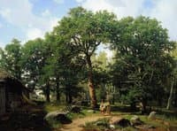 Oak Forest near Revel