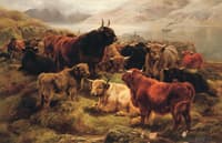 Highland Cattle