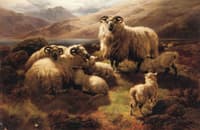 Highland Sheep