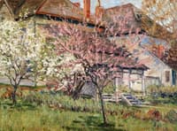 Blooming Redbud