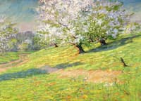 Apple Blossoms