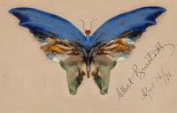 Blue Butterfly