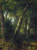 Forest in the Morning Light