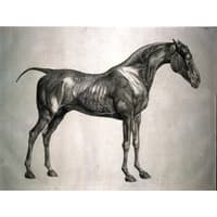 The Anatomy of a Horse