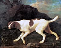 'Phyllis' a Pointer of Lord Clermont's