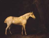 Horse in the Shade of a Wood