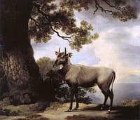The Nilgai