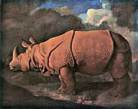 Indian Rhinoceros