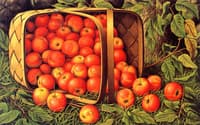 Crab Apples Tumbling from a Basket