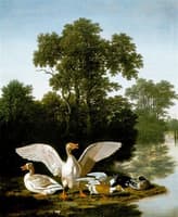 Waterbirds in a Landscape