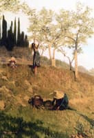 La raccolta delle olive