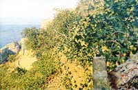 Vegetazione ligure a Riomaggiore