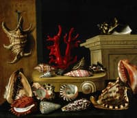 Still Life with Shells and Coral