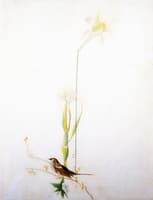 Sparrow and Lilies