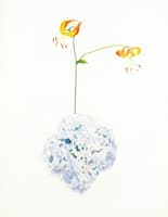Lilies and Blue Hydrangea