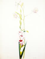 Gladiolus and Lilies