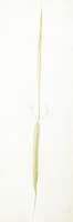 Slender Green Stalk