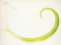 Lily and Green Squash