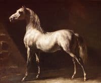 Grey Arabian Horse