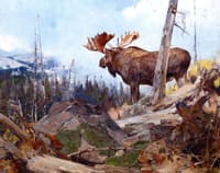 Alaskan Wilderness