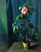 Camellia