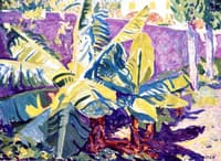 Banana Tree, Jamaica