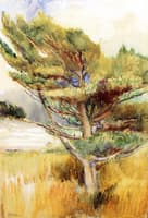 Windswept Pine