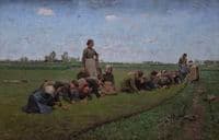 Flaxweeding in Flanders
