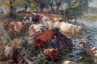 Cows Crossing the Lys River