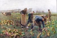 Beetroot Harvest