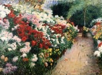 Chrysanthemums