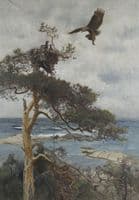 Sea Eagle with Prey Returning to the Nest
