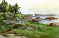 Pine Trees by the Coast