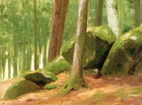 In the Woods