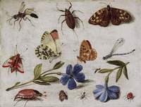 Butterflies and other insects