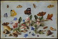Butterflies and other insects