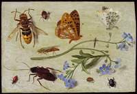 Insects