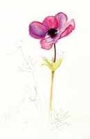 Anemone