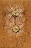 Study of Rosettes for Lady's Dress