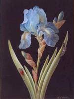 Blue Iris (germanica) caterpillar and red backed beetle