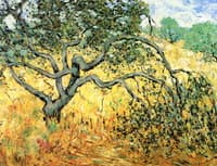 Apple Tree