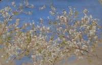 Apple Blossoms