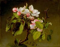 A Branch of Apple Blossoms and Buds