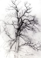Study of a Tree