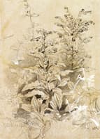 Plant Study, Catskill Mountains