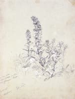 Plant Study, Cold Spring, New York