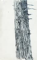 Study of Tree Bark